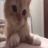 Kittens 13
