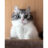 Cats Compilation 11