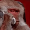 Monkey 10