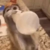 Monkey 11