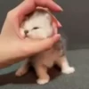 Cats Compilation 12