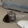 Kittens 15