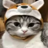 Kittens 16
