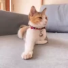 Kittens 17