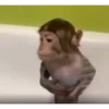 Monkey 12
