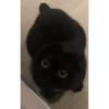 Cats Compilation 13