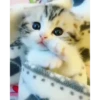 Cats Compilation 14