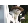 Kitten 13