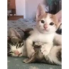 cute animals 21