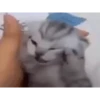 My favorite cats 17