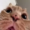 Kittens 18