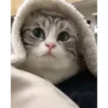 Kitten 14