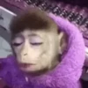 Monkey 13
