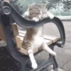 Kitty cat 15