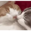 Kitty cat 16