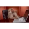 Monkey 14