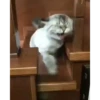 Kitten 16