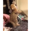 Cats Compilation 15