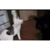 Kitty cat 17