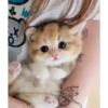 Kitten 17