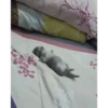 Cats @homescreen_ua :: @fStikBot 13
