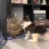 kittysnewpack 11