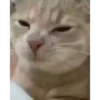 Cats @homescreen_ua :: @fStikBot 14