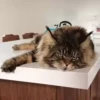 Kittens 19