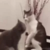 kittysnewpack 12