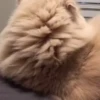 kittysnewpack 13