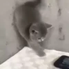 Cats Compilation 16