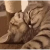 Kitty cat 18