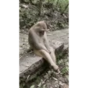 Monkey 16