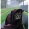 Kitten 20