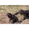 Monos cool @elvalledelassombras :: @fStikBot 20