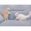 CatSticker 21