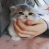 Kittens 23