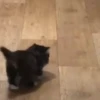 @cgifs Cats 22