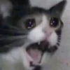 Kitty cat 20