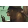Monos cool @elvalledelassombras :: @fStikBot 21
