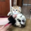 Cats Compilation 17
