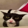 kitty 24