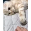 Cats Compilation 18