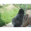 Monkey 17