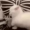 котики длR котRт х2 :: @fStikBot 22