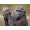 Monkey 19