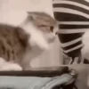 котики длR котRт х2 :: @fStikBot 24
