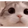 Kitty cat 21