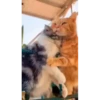Kitty cat 22