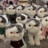 Kittens 24